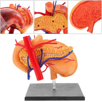 1 шт. Пластиковая анатомическая модель человеческого желудка, учебное пособие для класса естественных наук Изображение